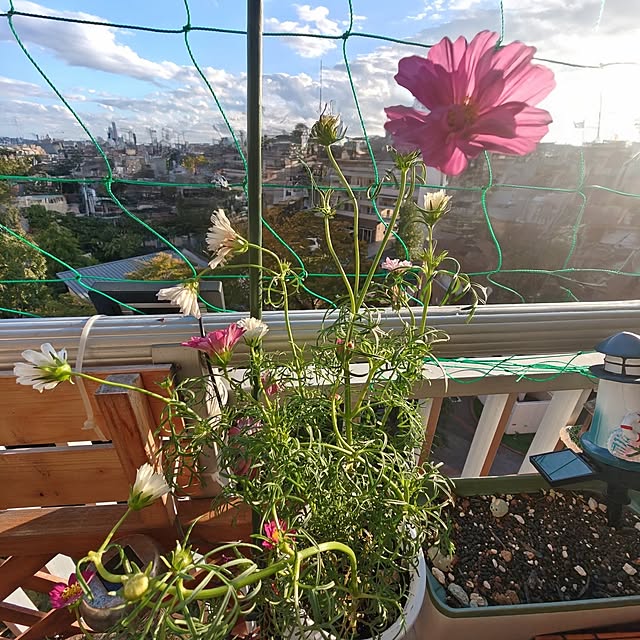 mariaさんの実例写真