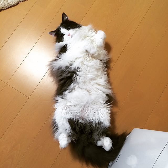 実例写真