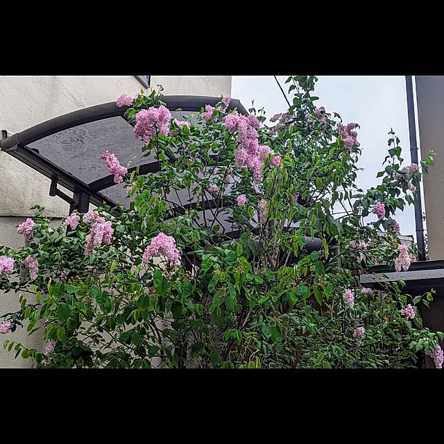 aromameさんの実例写真