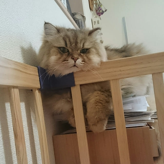 nanoさんの実例写真