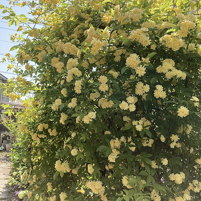 min_nimさんの実例写真