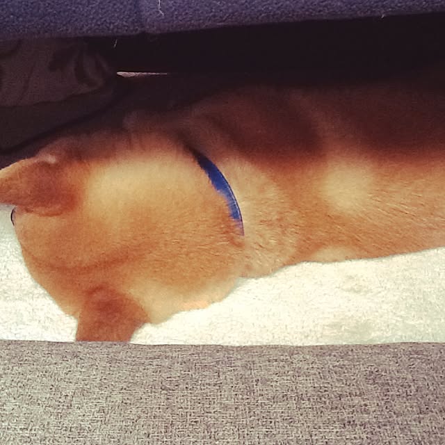 kotaさんの実例写真