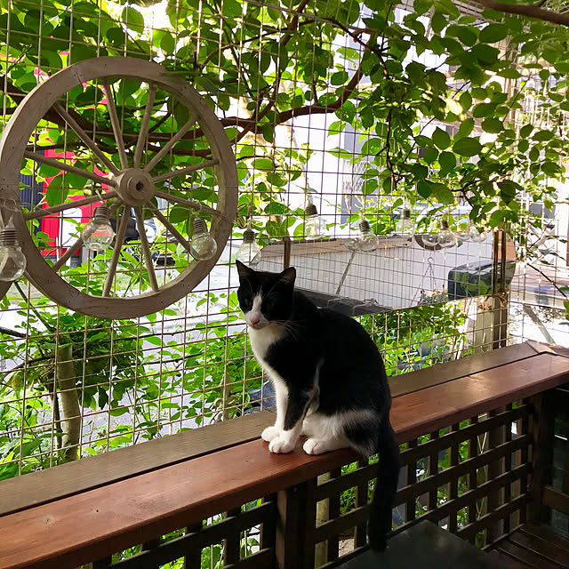 butachanさんの実例写真
