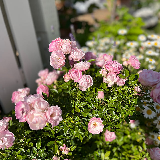 sakuraさんの部屋
