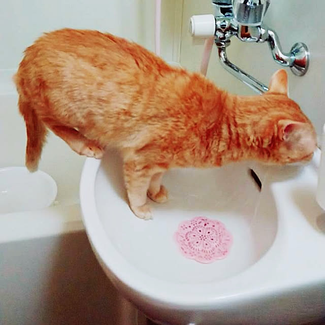 asuminさんの実例写真