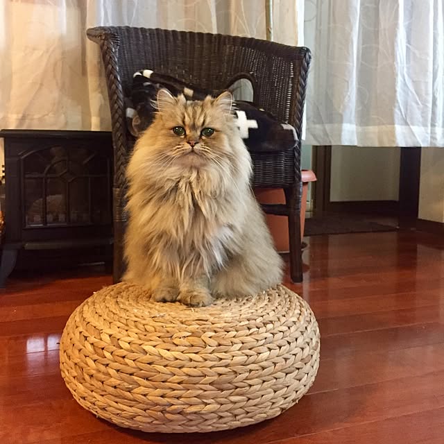 butachanさんの実例写真