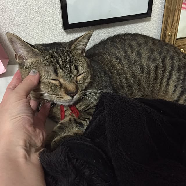 catwomanさんの実例写真