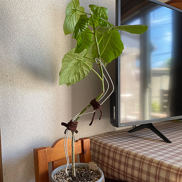 ronronさんの部屋