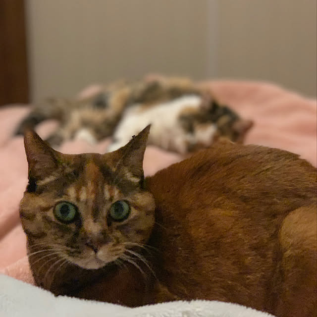 mikeume7さんの実例写真