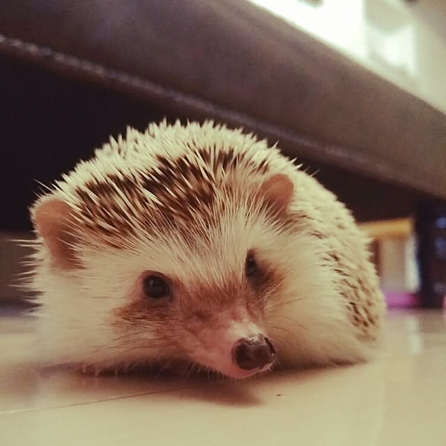 kuruさんの実例写真