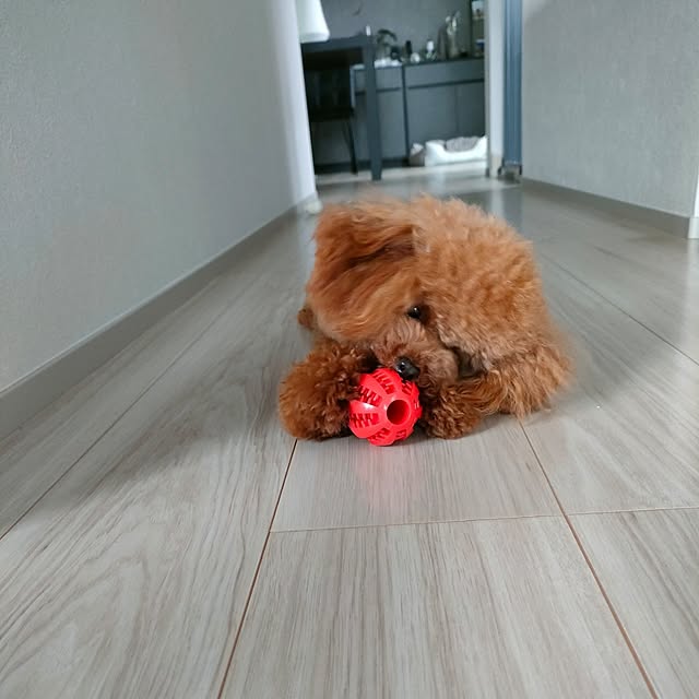 cocopon11さんの実例写真