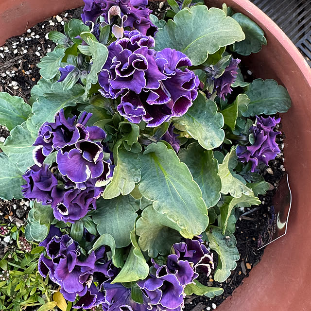 mamizaさんの部屋