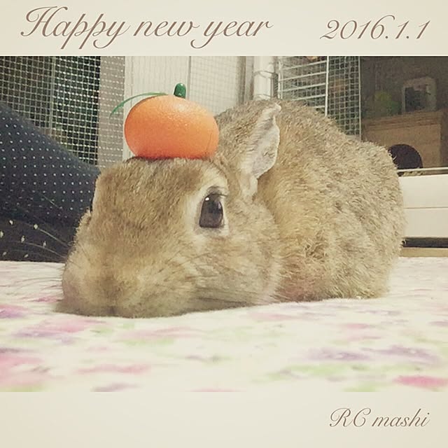 mashiさんの実例写真