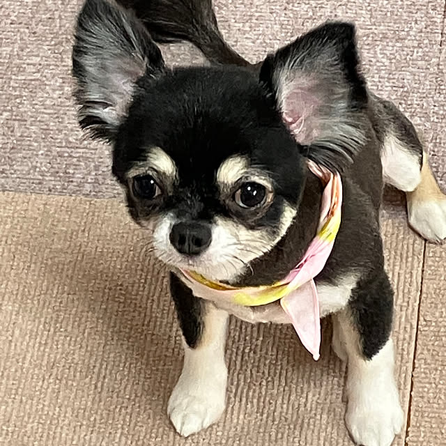 koroさんの実例写真