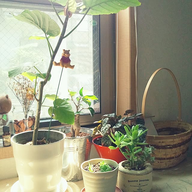 asa0521さんの実例写真