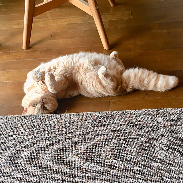 naokoさんの実例写真