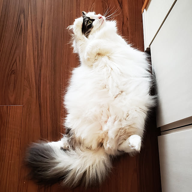 mofさんの実例写真