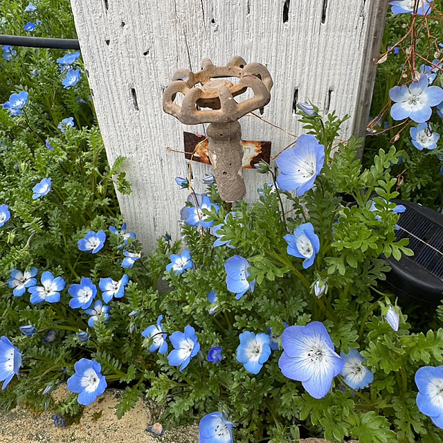 玄関/入り口/花ある暮らし/庭のお花/庭のある暮らし/庭...などのインテリア実例 - 2025-04-16 10:24:04