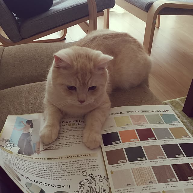 y.k.0123さんの実例写真