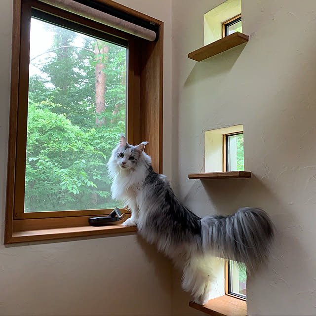 Kikko.さんの実例写真