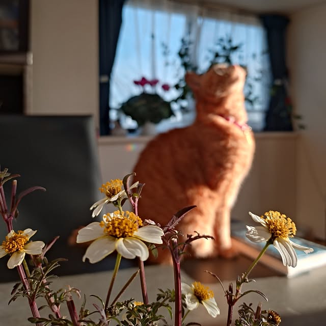 NOAHさんの部屋