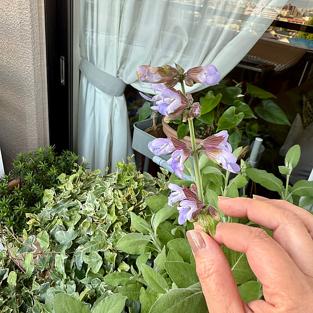 yasuyo66さんの部屋