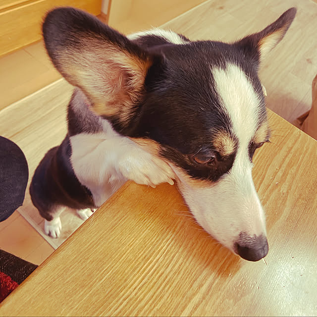 stellaさんの実例写真