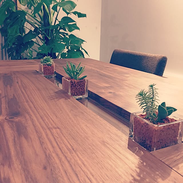 リビング/ダイニング/観葉植物/多肉植物のインテリア実例 - 2015-09-13 22:21:57