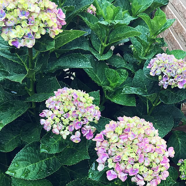 玄関/入り口/ガーデニング/観葉植物のインテリア実例 - 2017-06-10 13:43:49