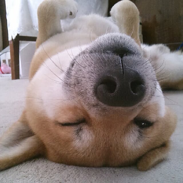 kotaさんの実例写真