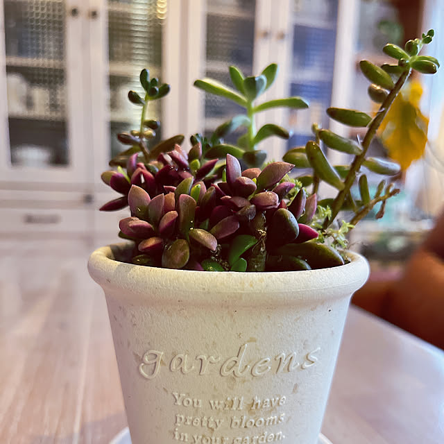 多肉植物/寄せ植え/植物のある暮らし/ホワイトインテリア/多肉ちゃん...などのインテリア実例 - 2023-04-25 17:45:57