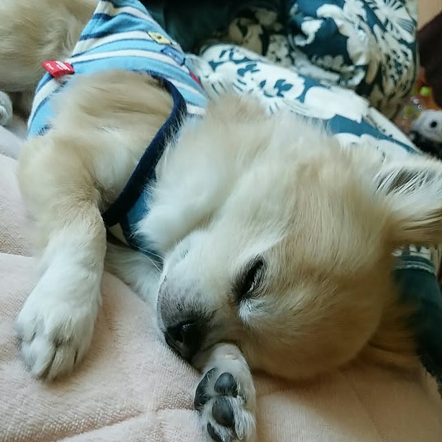 sasukeさんの実例写真