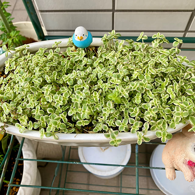 YuuKoさんの実例写真