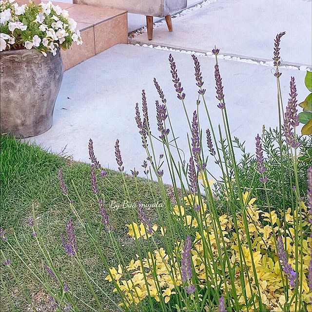 Buaさんの実例写真