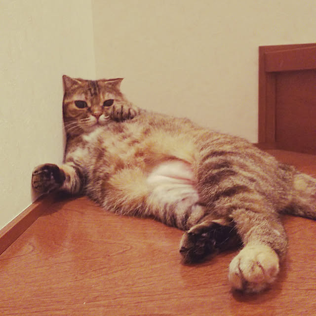 Y.Gさんの実例写真