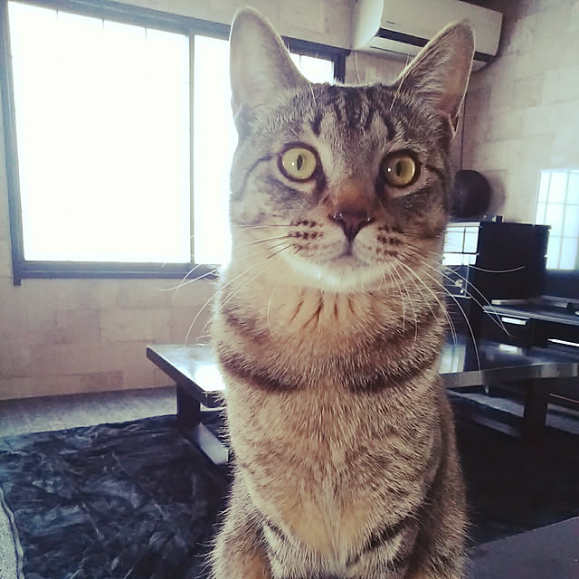 nenekoさんの実例写真