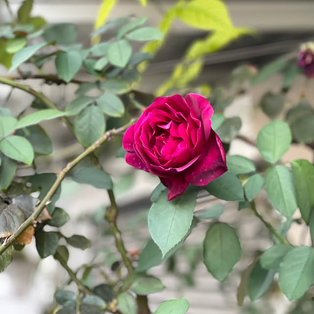 shiropenguinさんの部屋