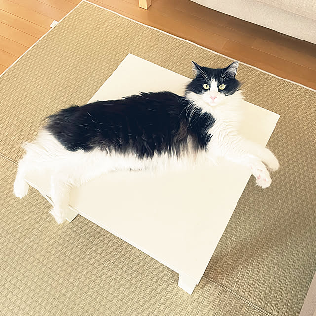 yu-さんの実例写真