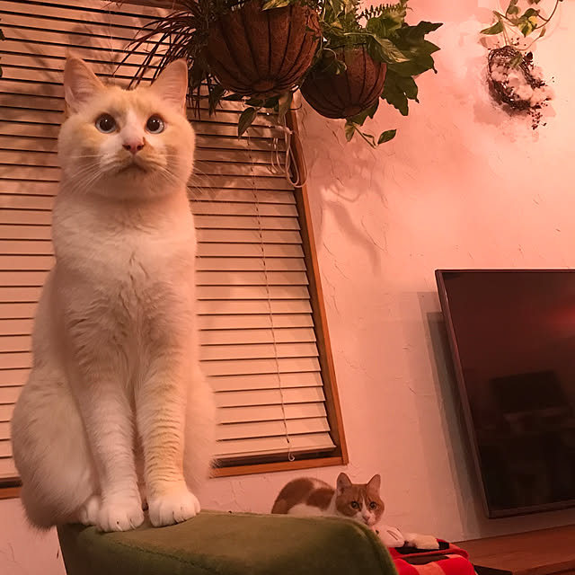 sakurasakuさんの実例写真
