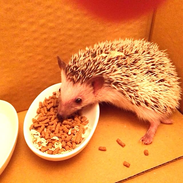 017さんの実例写真