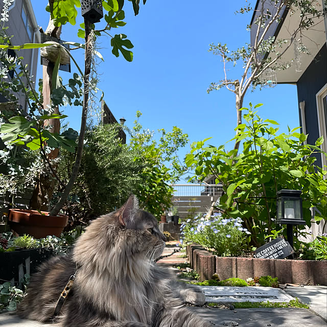 mayumiさんの実例写真
