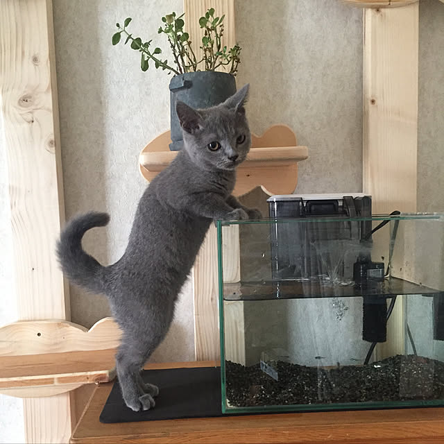 masaさんの実例写真
