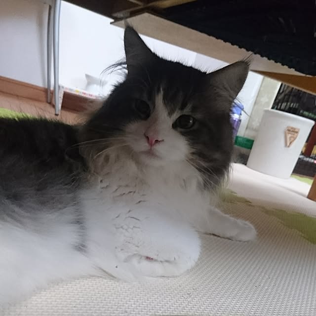 shinobuさんの実例写真
