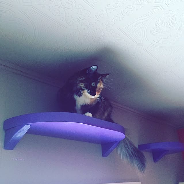 nekobusさんの実例写真