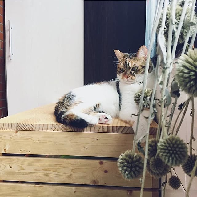 玄関/入り口/ねこのいる日常のインテリア実例 - 2017-06-08 19:29:13