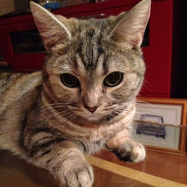 shujiさんの実例写真