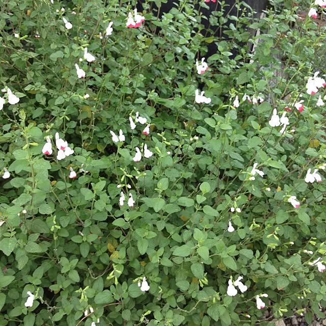 R_mamaさんの実例写真