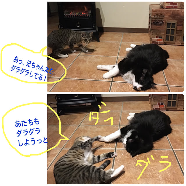 shigimiさんの実例写真