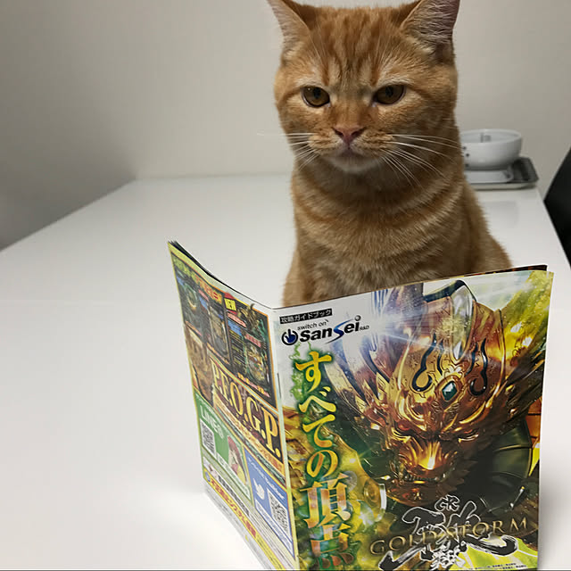 実例写真
