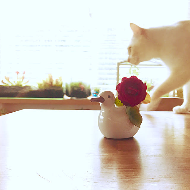sakurasakuさんの実例写真